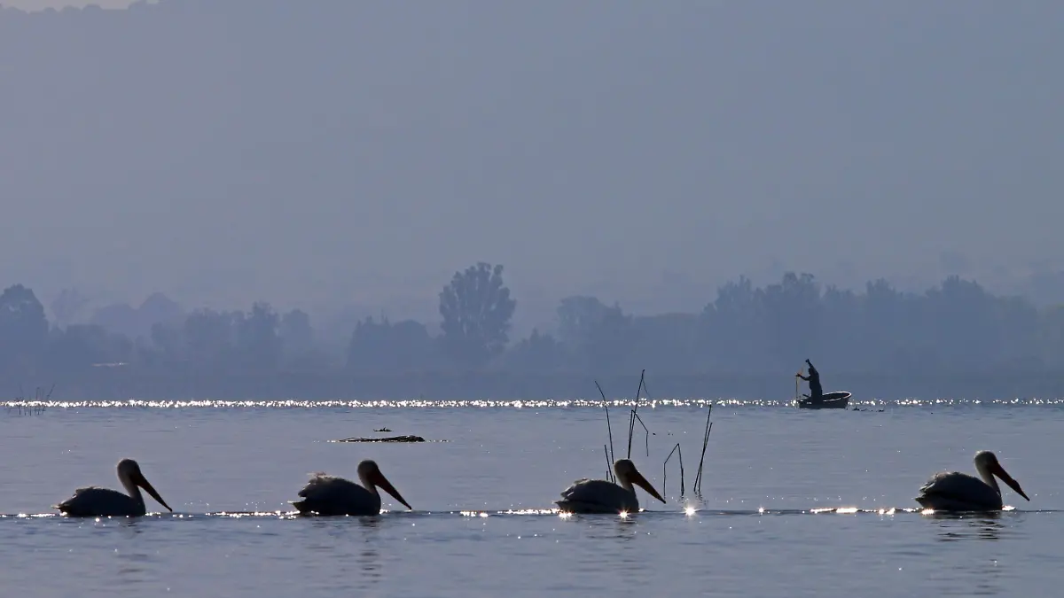 PELICANOS_CUARTOSCURO (3)